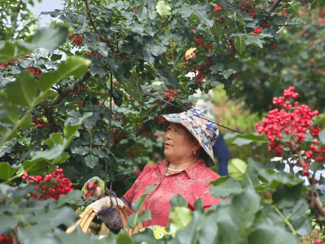 下载华彩网-璐璐装备取得杆条式弯柄辣椒除柄机专利，弯柄辣椒筛选干净、彻底