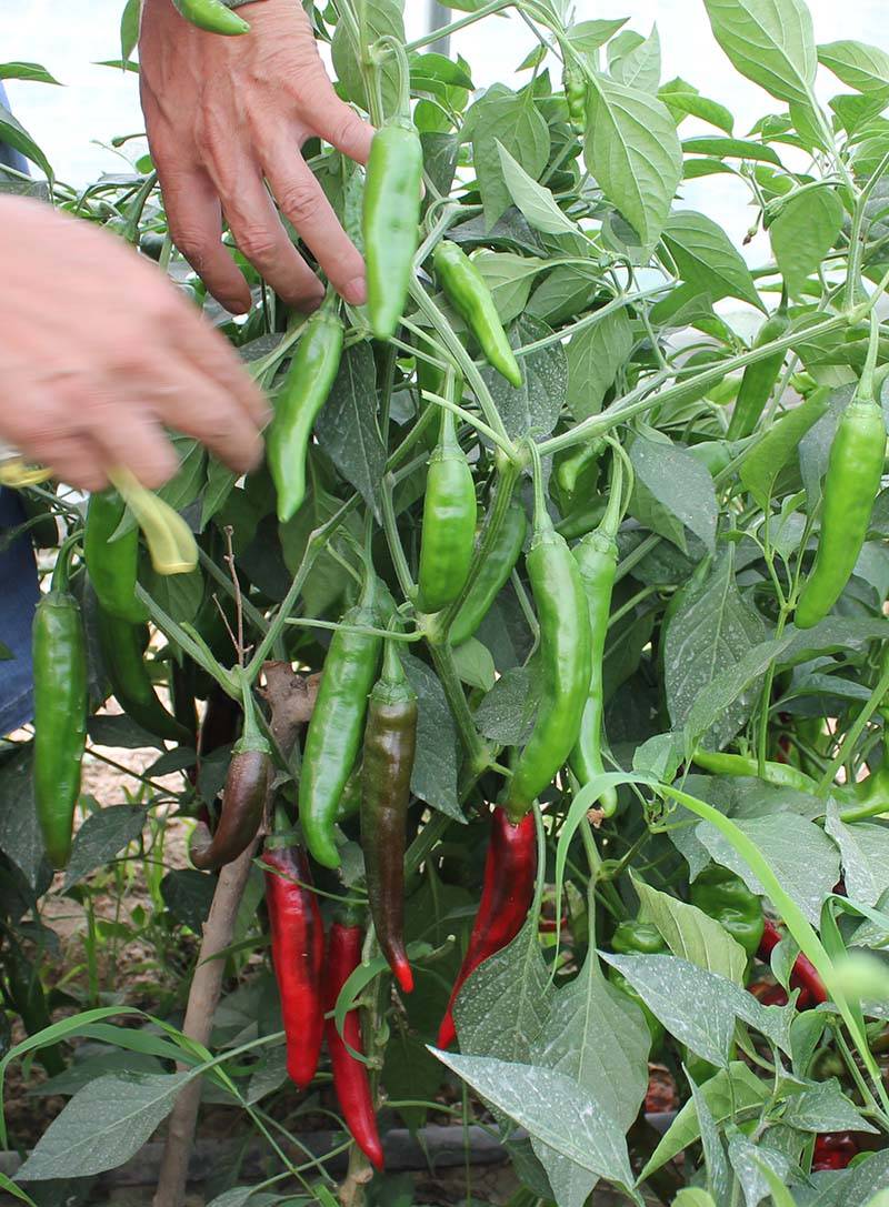 蔬菜遇上“过年价”？走访太原蔬菜市场