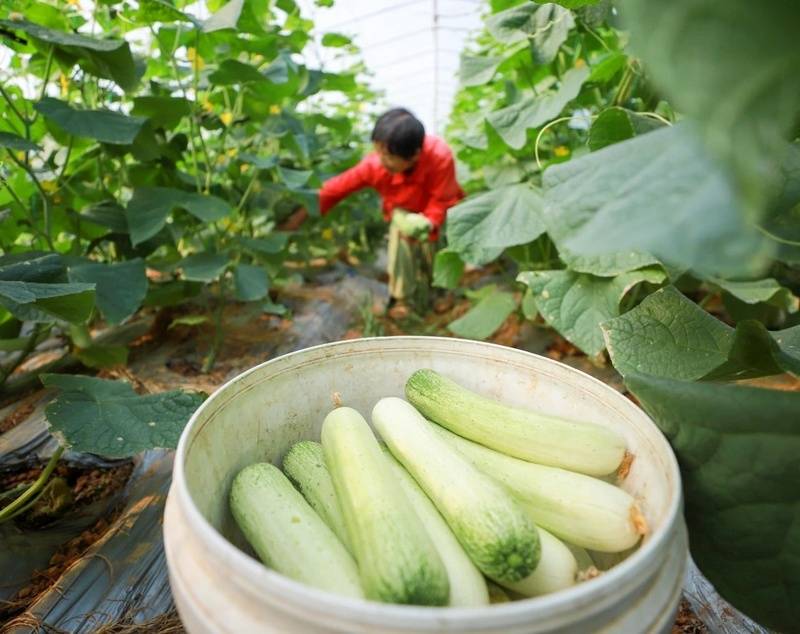 彩神通注册会员-艳黄朝天椒黄辣椒黄米椒黄贡椒高产辣椒种子